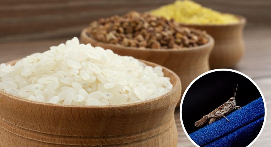 1 спеція з кухні – і у шафі не заводиться міль навіть в крупах: більше не купую дорогі засоби з магазину 