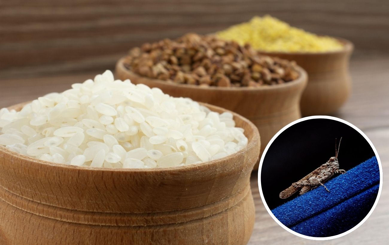 Як позбутись від молі вдома