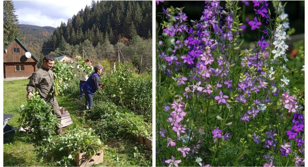 Дід Петро запевняє, що 1 трава заміняє тонну гною: я йому вірю і завжди сію цей “насос” поживних речовин 
