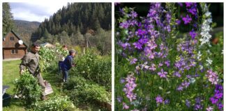 Городники порадили траву, яка працює краще гною