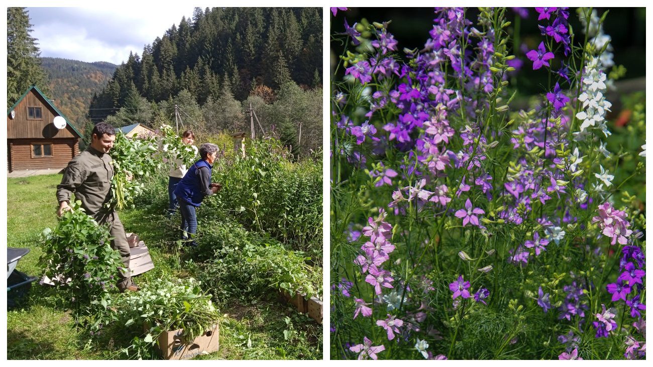 Городники порадили траву, яка працює краще гною