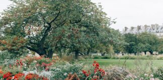 Садівники розповіли, чи варто переносити літники з клумби в дім на зиму