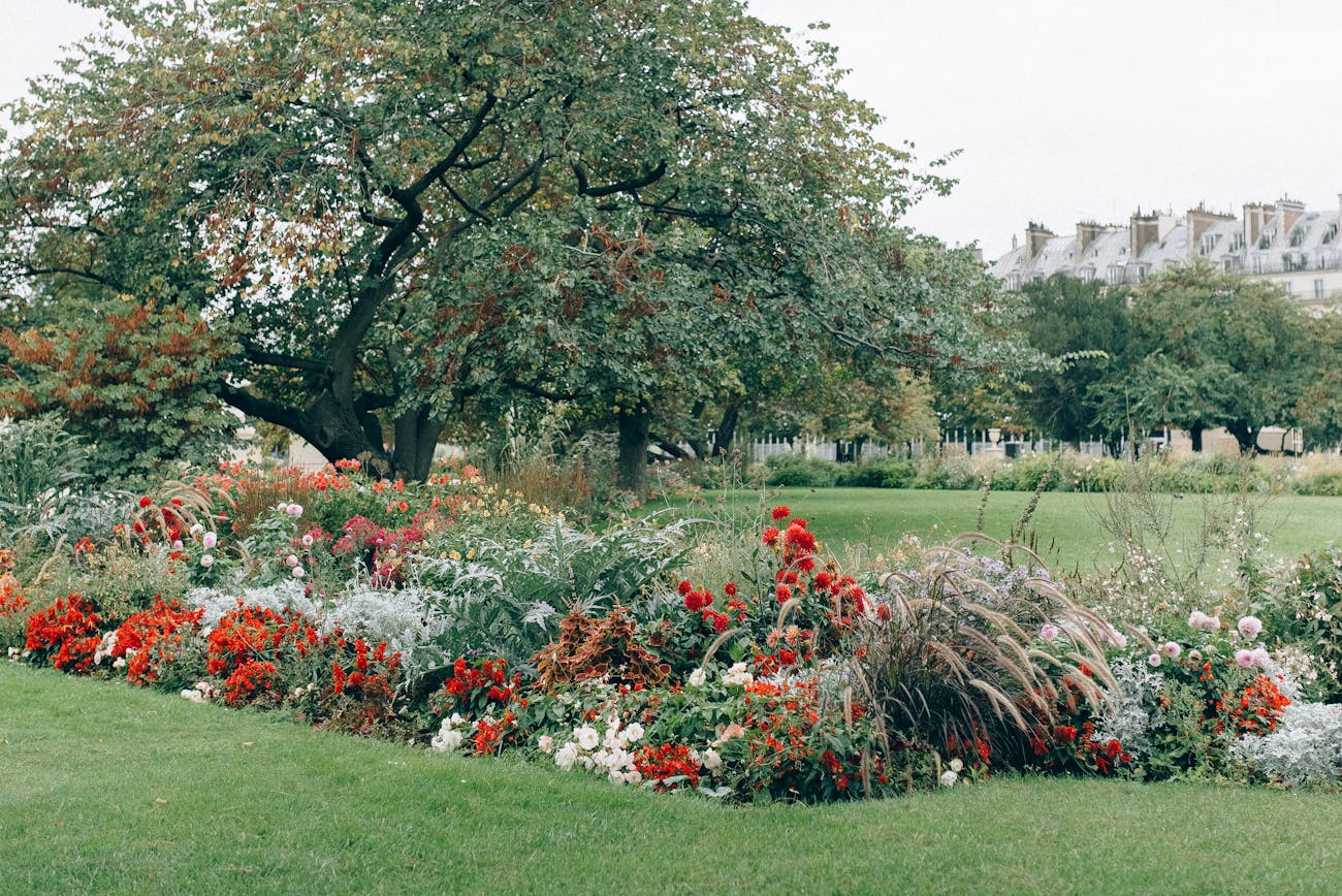 Садівники розповіли, чи варто переносити літники з клумби в дім на зиму