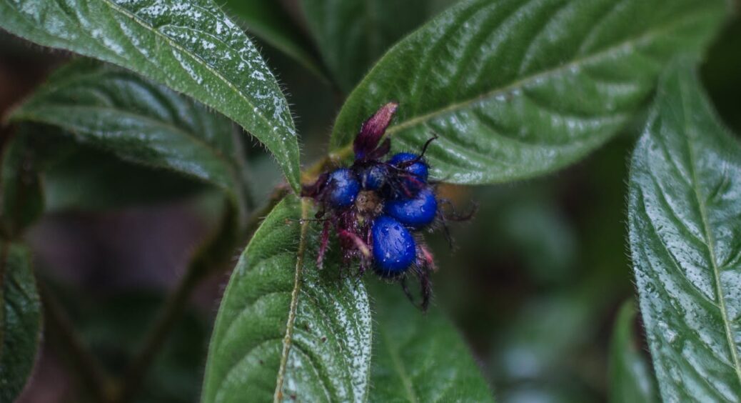 Могла б і далі милуватися кущами, та дізналася: 4 декоративні “леді” на моїй ділянці  поводяться підступно 