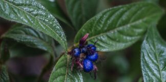 Садівники назвали 4 отруйні рослини, яких потрібно уникати на дачі