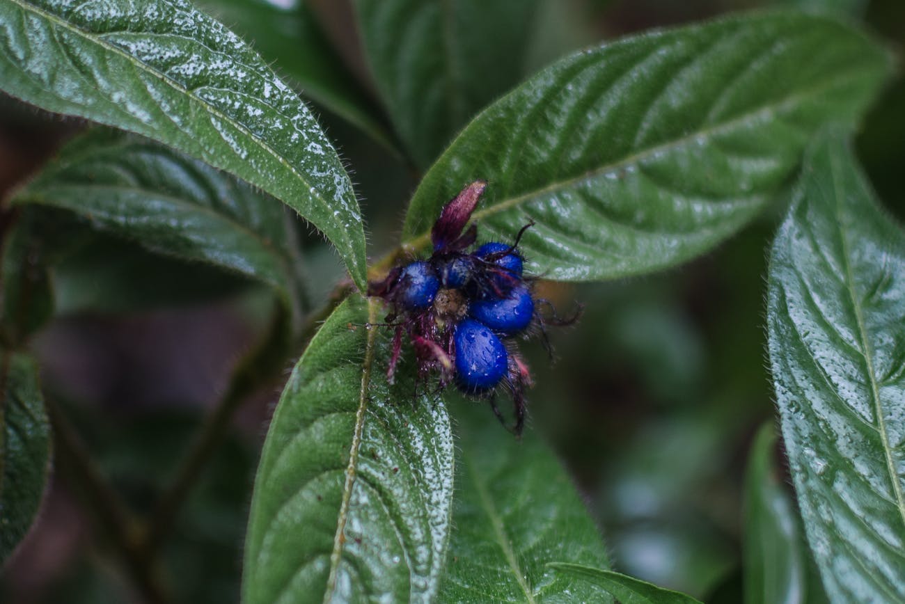Садівники назвали 4 отруйні рослини, яких потрібно уникати на дачі