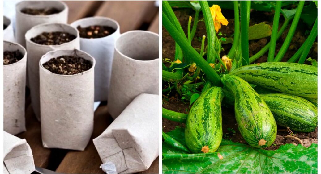 Не садіть кабачки, поки не побачите 1 хитрість: картонні рулони від туалетного паперу гарантують вам урожай 