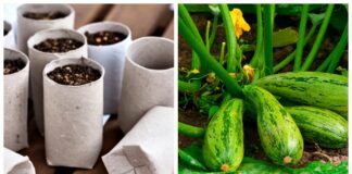 Городники поділилися лайфхаком для вирощування кабачків