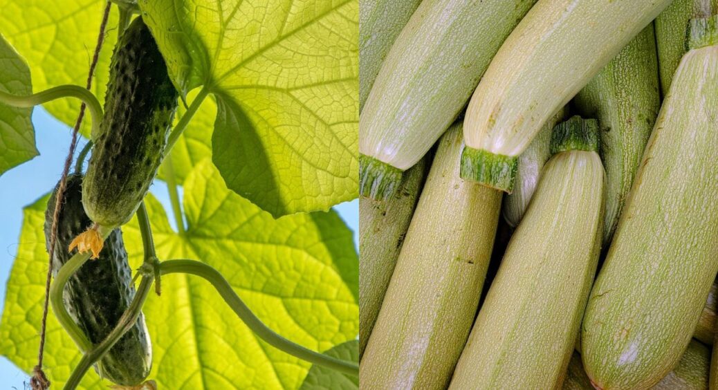 На городі до 10 грудня роблю 2 прості дії: і через 9 місяців огірки та кабачки дають у 5 разів більше врожаю 