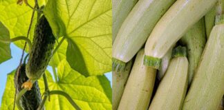 Як покращити врожайність кабачків та огірків