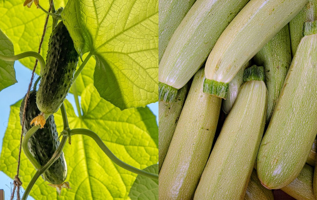 Як покращити врожайність кабачків та огірків