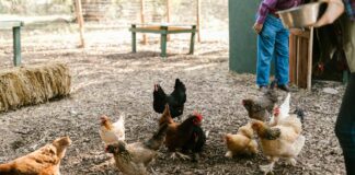 Господарі пояснили, як збільшити несучість курей взимку