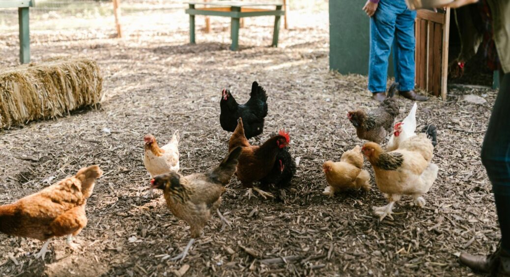 Кури несуться за 1 копійку: старий спосіб покращення несучості, про який мало хто знає, але він точно працює 