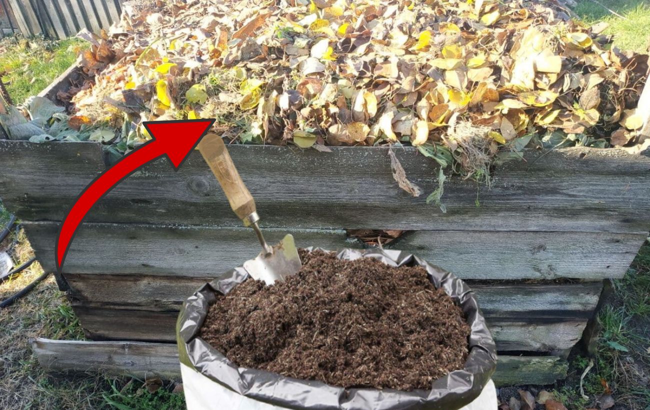 Як пришвидшити дозрівання компосту в саду