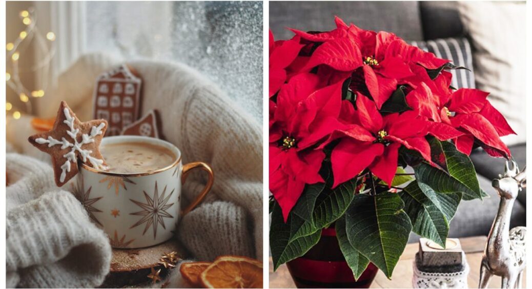 Я готуюсь до свята, а підвіконня вже влаштувало бенкет: знайомтеся з 4 квітками, що цвітуть у мене в грудні 