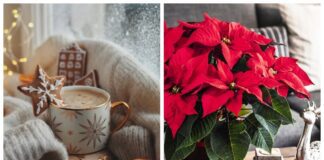 Квітникарі розповіли про домашні квіти, що цвітуть у грудні