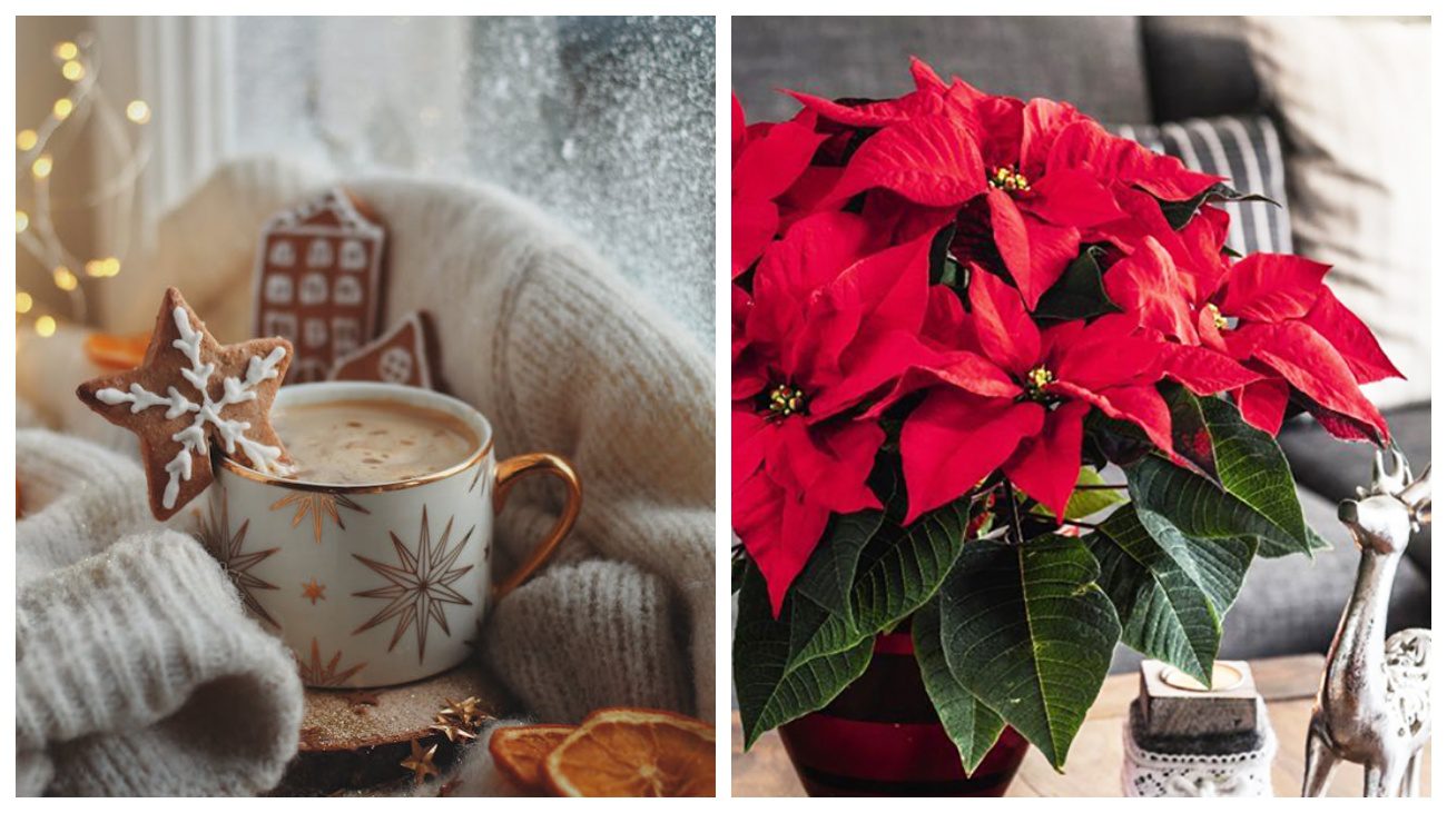 Квітникарі розповіли про домашні квіти, що цвітуть у грудні