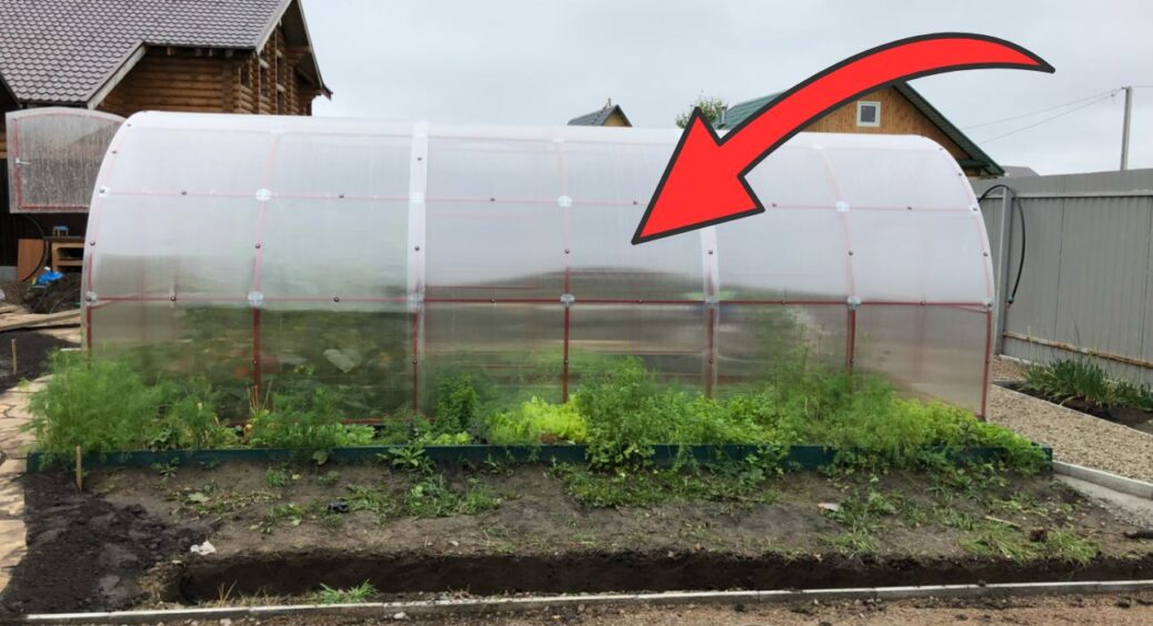 Обігріваю теплицю за 5 копійок: потрібна лише 1 пляшка і трохи солі – тримає тепло всю ніч 