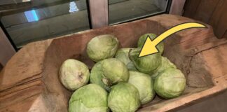 Як довго зберігати капусту в погребі