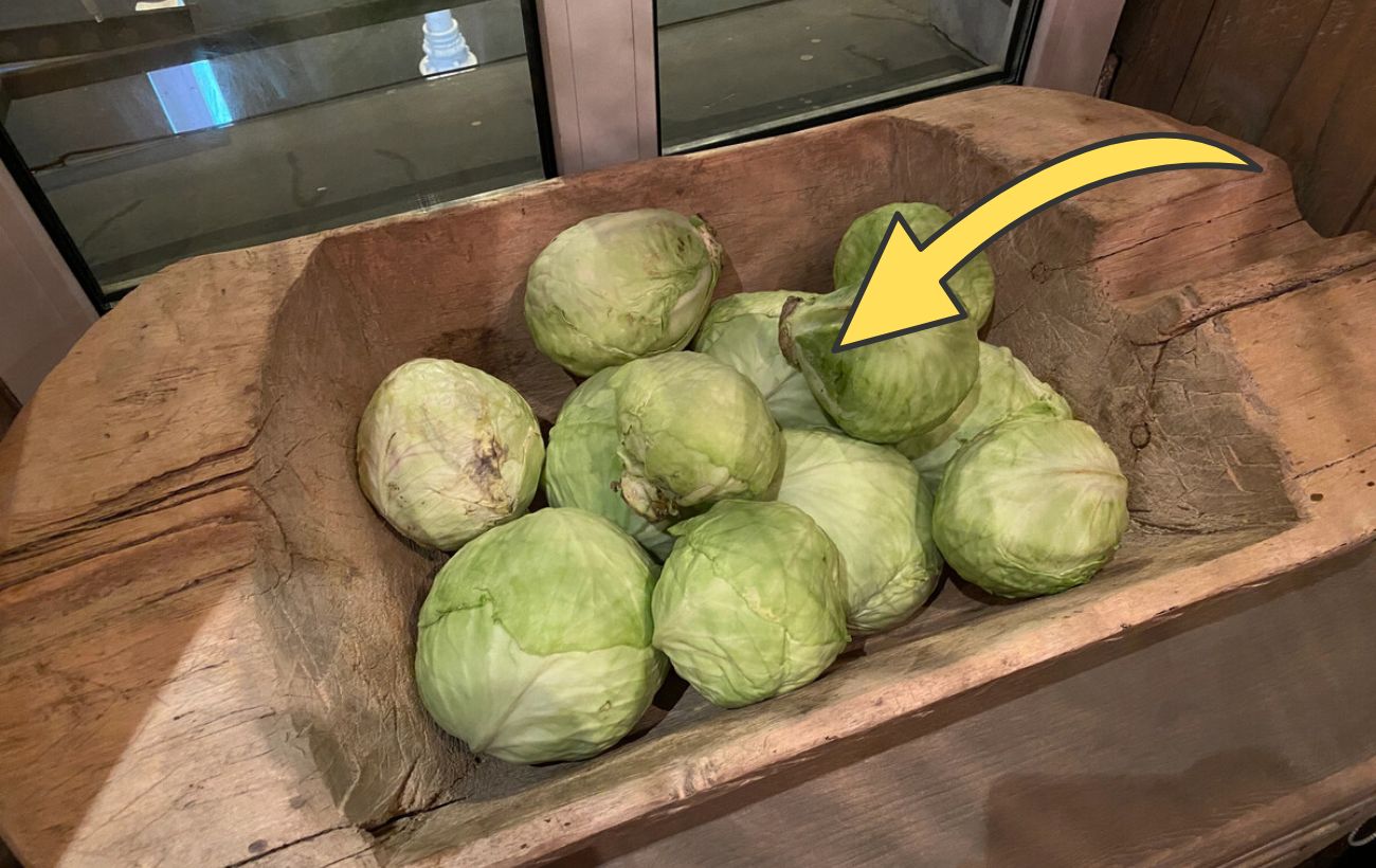 Як довго зберігати капусту в погребі