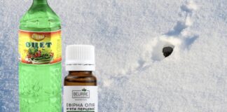 Господині розповіли, як оцет допоможе боротися з гризунами 