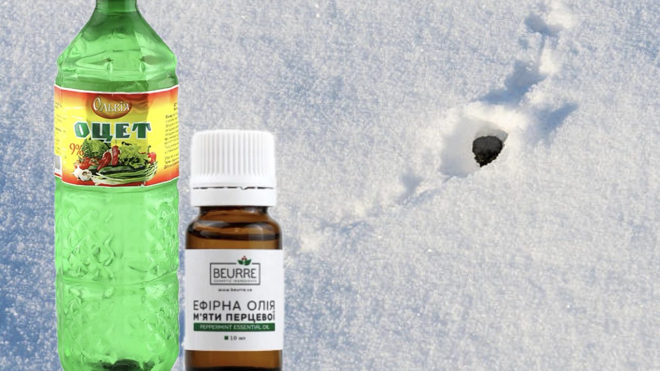 Господині розповіли, як оцет допоможе боротися з гризунами 