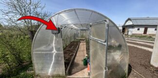 Як обробити теплицю від бактерій і хвороб