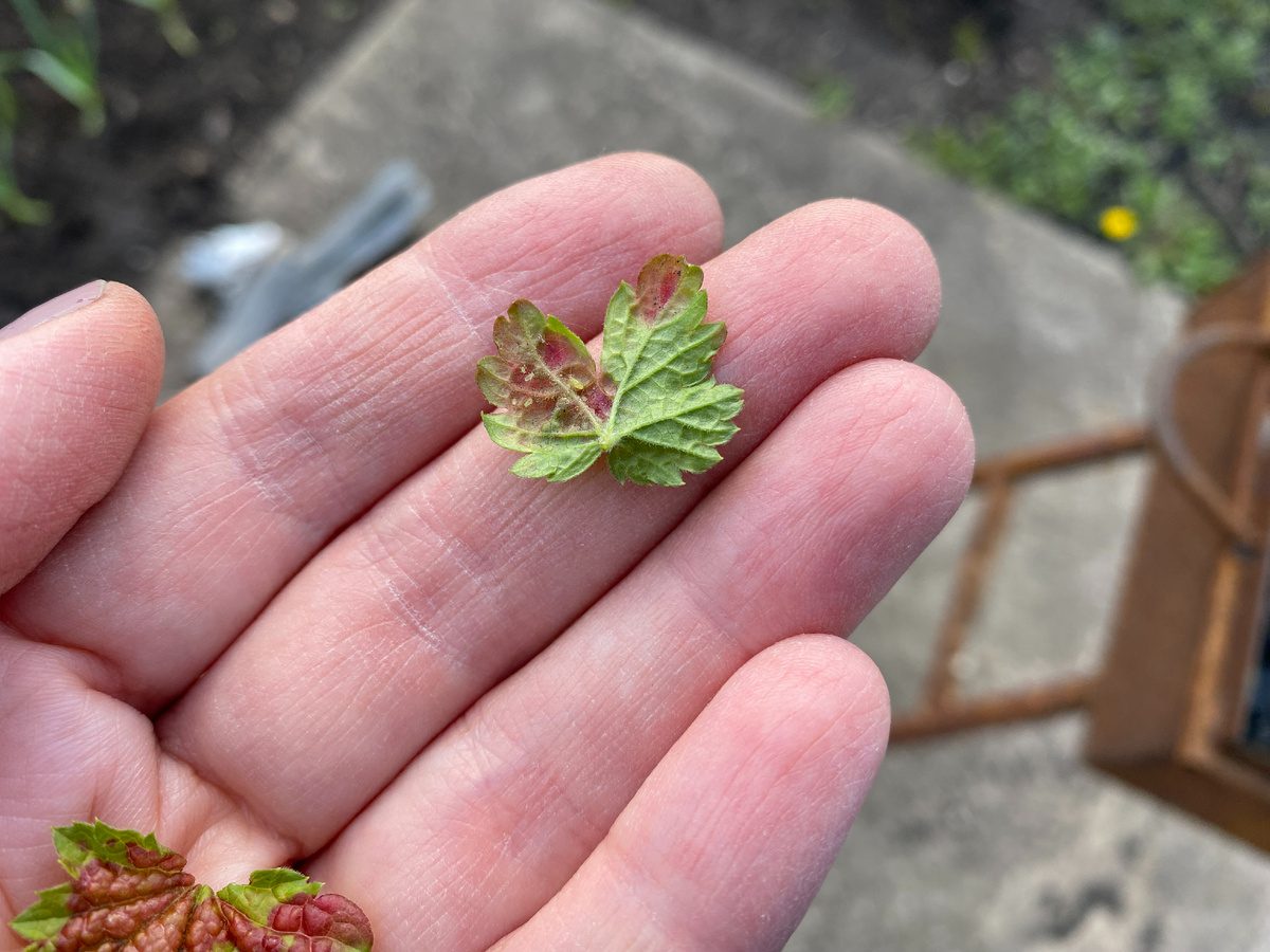 Садівники розповіли, чому листя на смородині жовтіє та що з цим можна зробити – поради