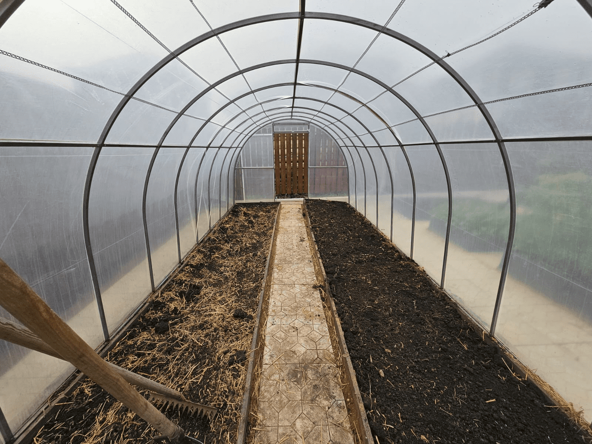 Городники розповіли, як правильно дезінфікувати теплицю від бактерій і грибкових захворювань