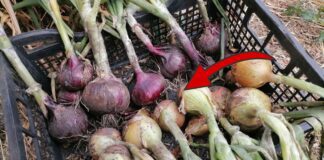 Як правильно зберігати врожай цибулі без псування