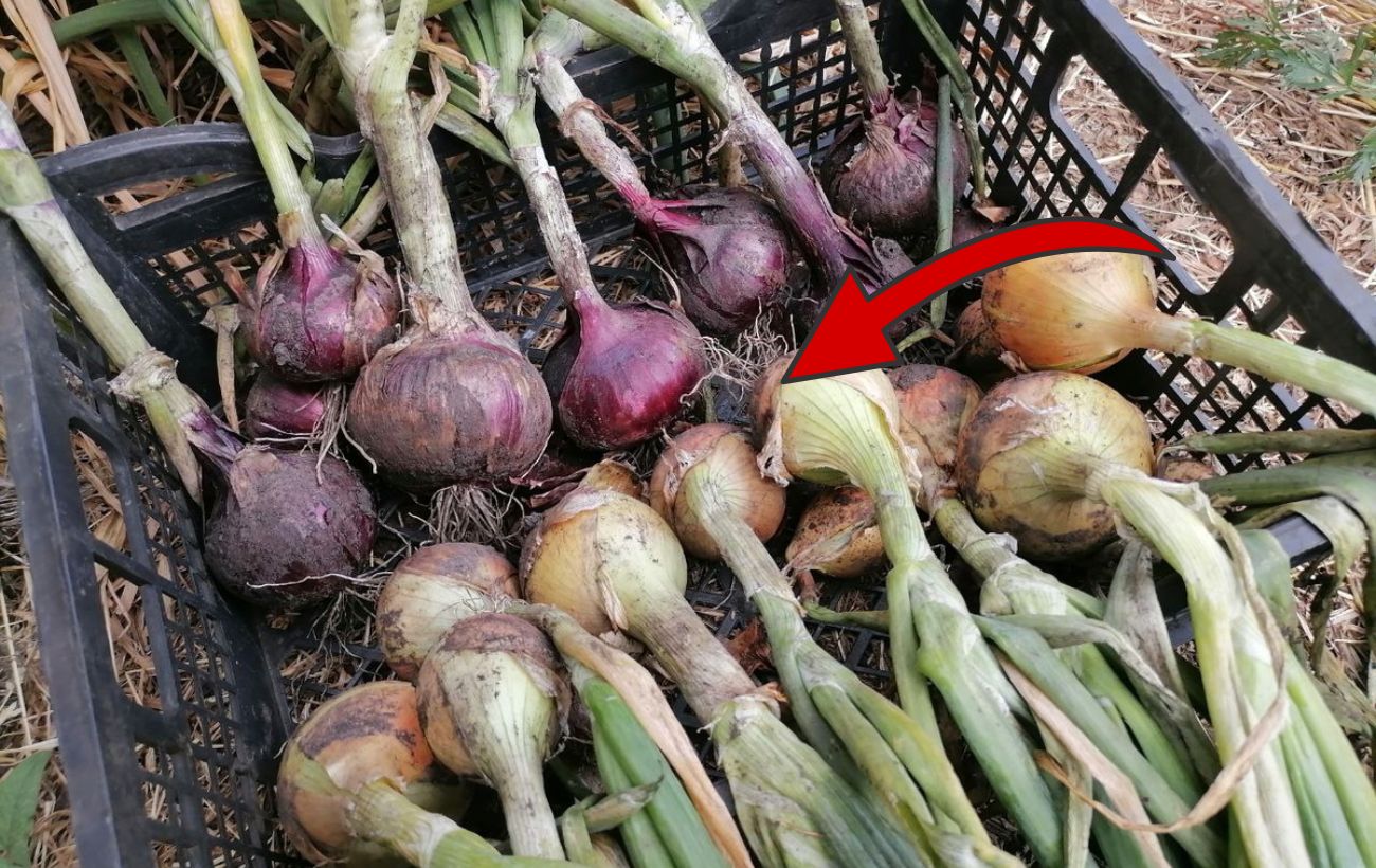Як правильно зберігати врожай цибулі без псування