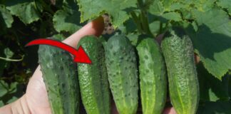 Як покращити врожайність огірків на підвіконні