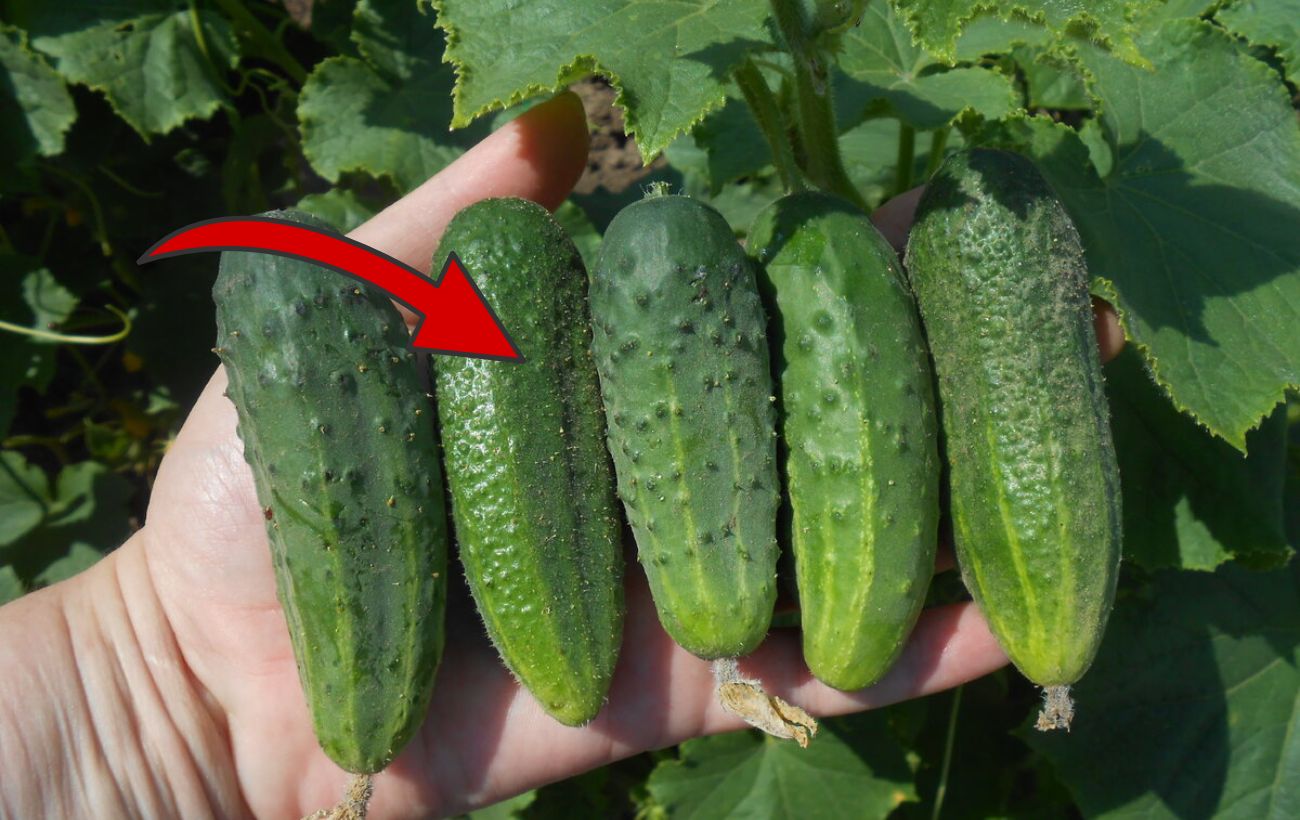 Як покращити врожайність огірків на підвіконні