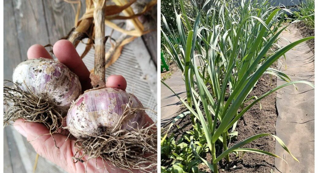 Часник не гниє під снігом, якщо перед морозами посипати грядку 2 жменями “цього”: доведена ефективність 