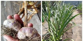Як захистити озимий часник від гниття