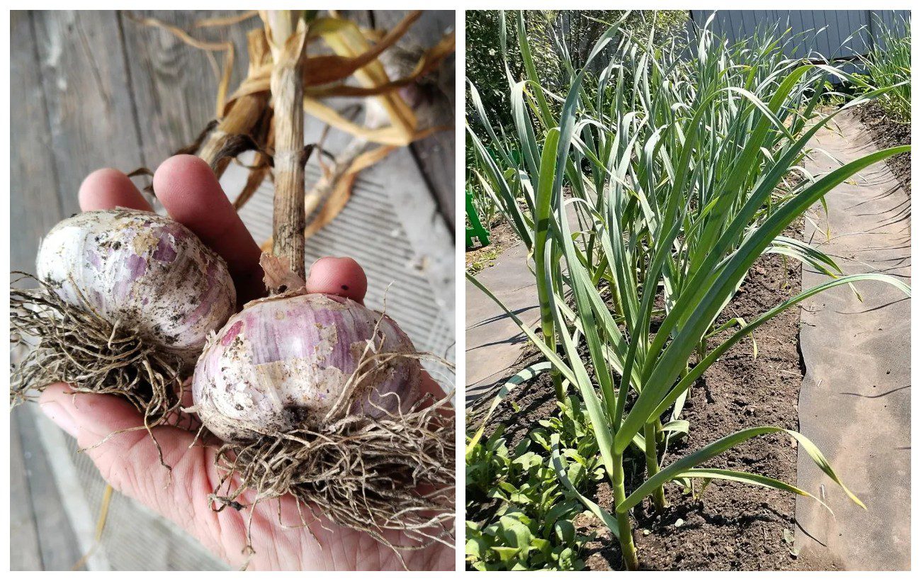 Як захистити озимий часник від гниття
