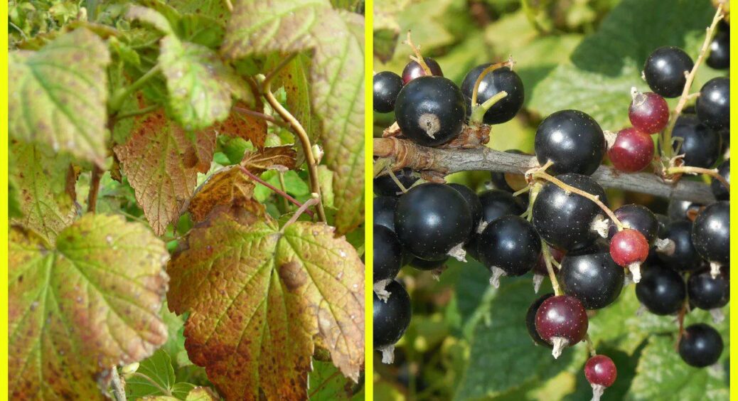 На смородині жовтіє листя, але це не хвороба: головний сигнал рослини. Рятую 1 простим підживленням 