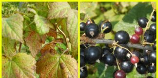 Чому листя смородини жовтіє та як це виправити