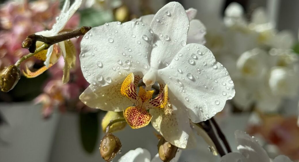 Моя орхідея не цвіла 2 роки, стояла як палиця: полила її часниковим зіллям – випустила аж 3 стрілки в момент 