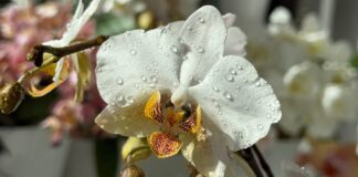 Садівники назвали дієве добриво для цвітіння орхідеї