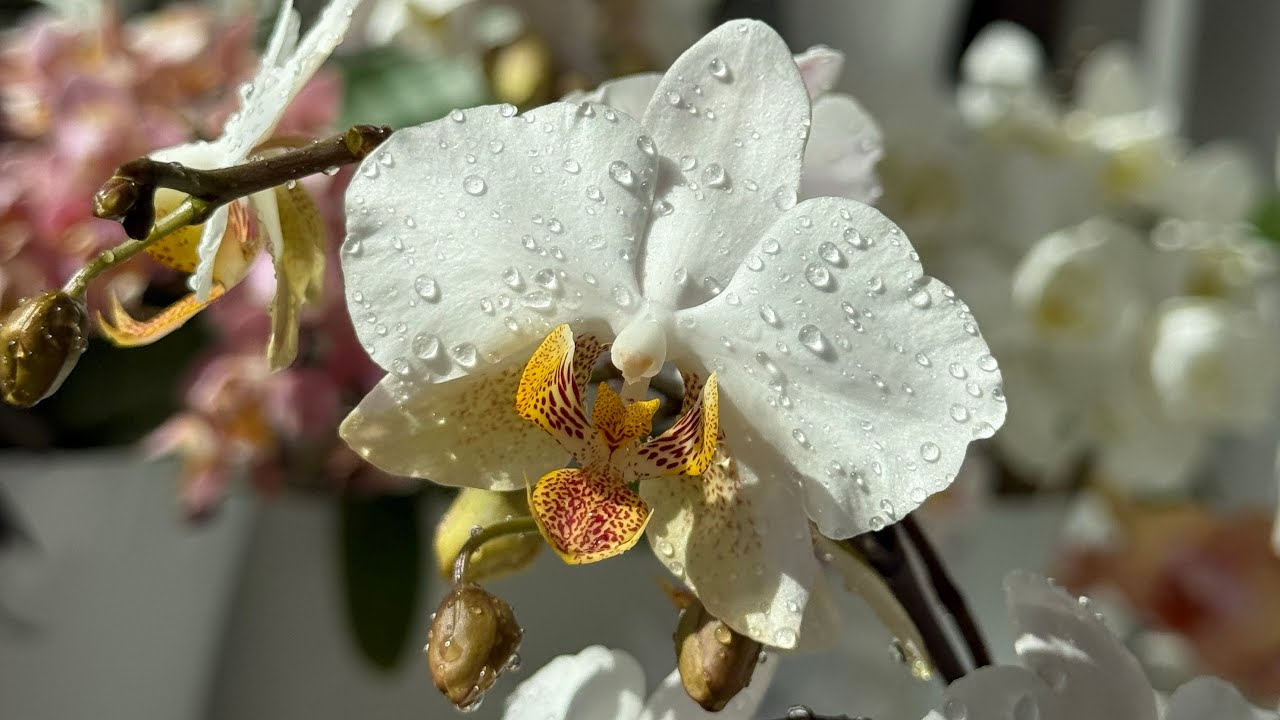Квітникарі назвали протипоказання в підгодівлі орхідеї в домашніх умовах