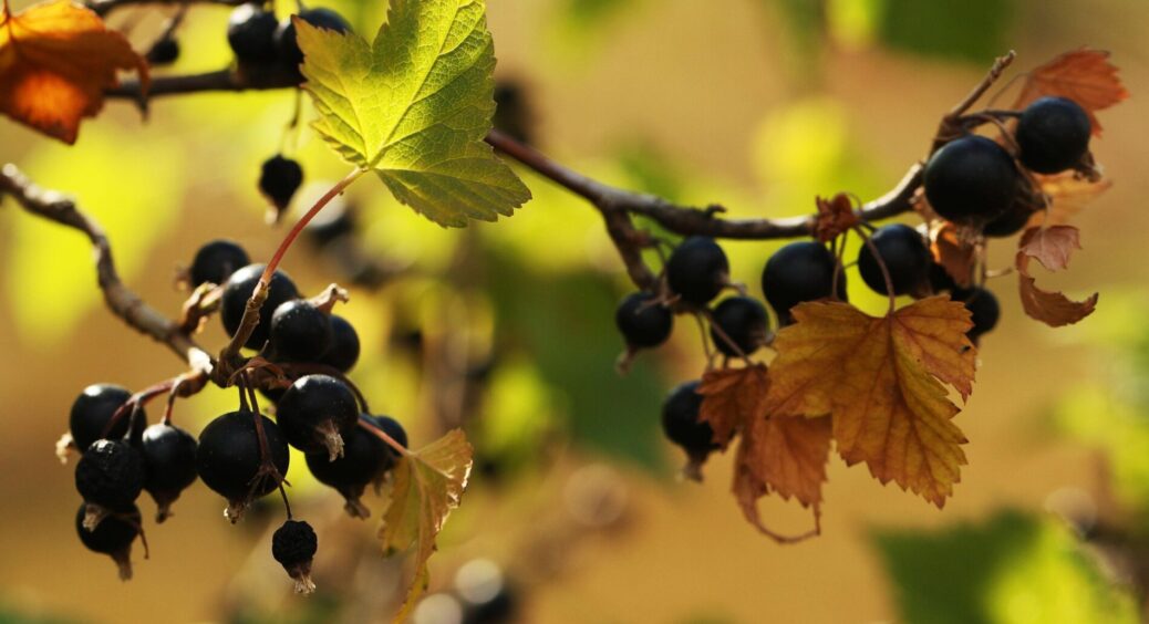 Буде рости, як на дріжджах: проводжу лише це 1 чудо-підживлення – і смородина вростає розміром з вишню 