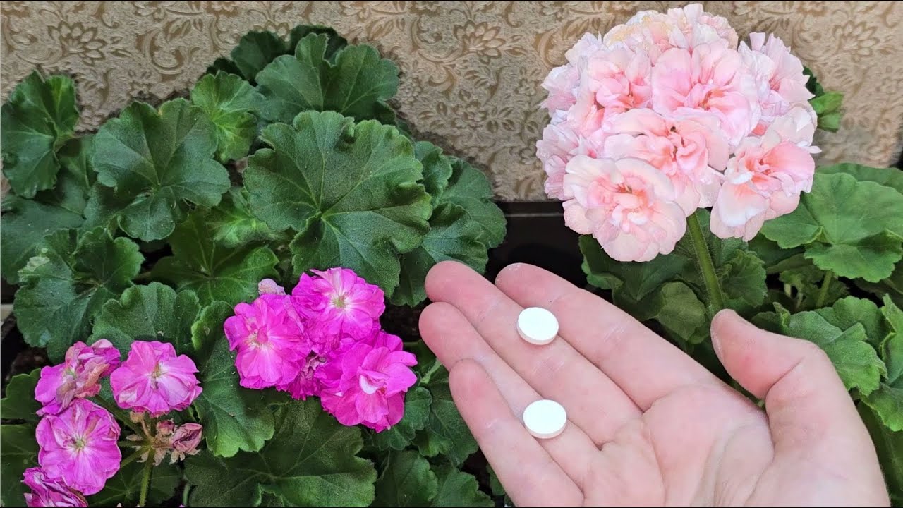 Квітникарі розповіли, чим можна підгодувати герань у зимову пору року