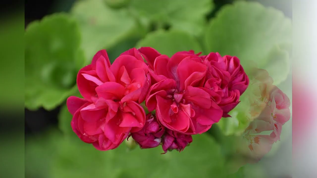 Квітникарі розповіли, чим можна підгодувати герань у зимову пору року