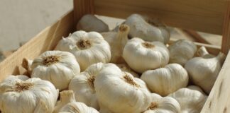 Дачники розповіли, як зберігати часник взимку, щоб він не висихав і не проростав