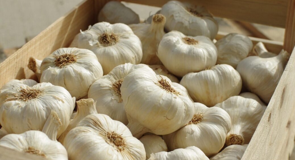 Мій часник дуже соковитий і міцний навіть навесні – ділюсь “дідівським” методом зі скляною банкою 