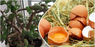 Квітникарі розповіли, чим яєчна шкаралупа корисна для грошового дерева