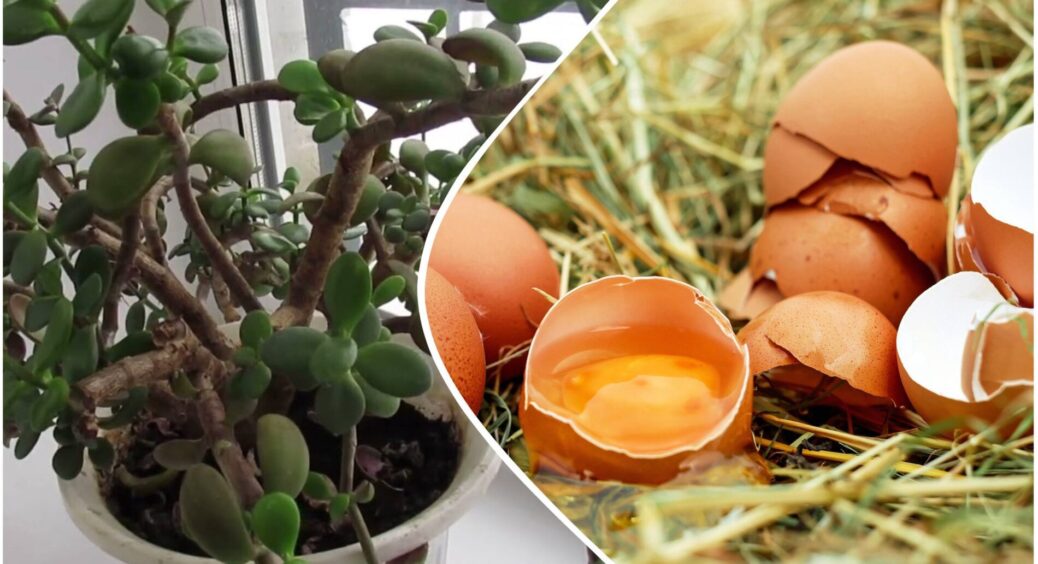 Дізналася лише у 40, що яєчна шкаралупа може перевтілити грошове дерево – тепер товстянка в ідеальному стані 