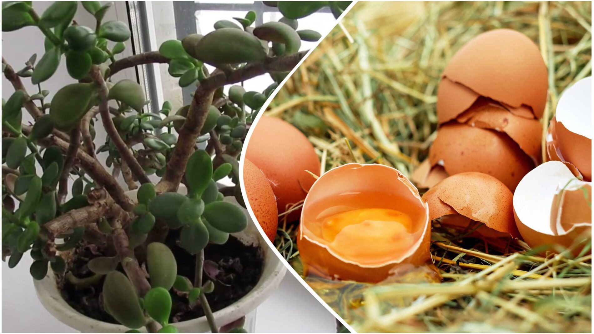 Квітникарі розповіли, чим яєчна шкаралупа корисна для грошового дерева