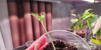 Садівники розповіли, як пробудити старе насіння